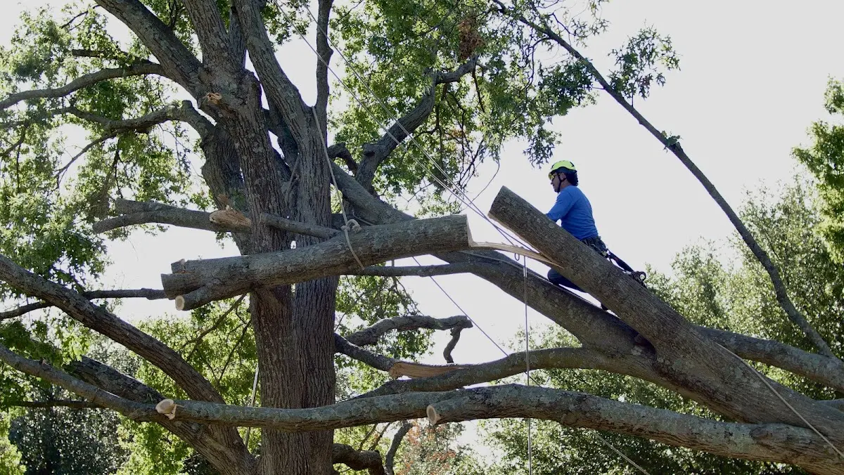 Professional Crown Thinning performed by certified arborists in Cambria